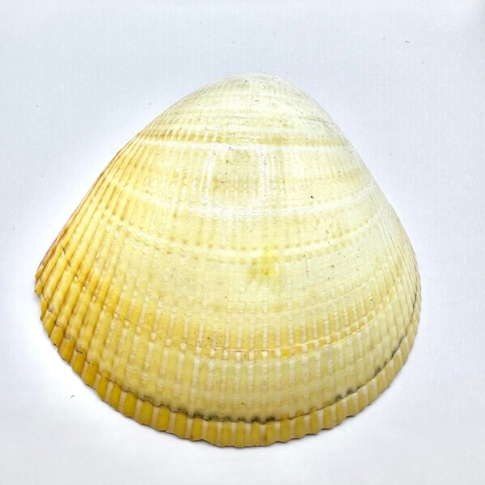 White Yellow Claim Seashell Ocean Beach Nautical